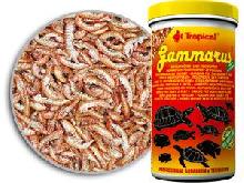 Tropical Gammarus - puszka