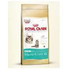 Royal Canin Kitten Maine Coon 36 karma dla kociąt