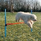 TRIXIE Agility Płotek - przeszkoda